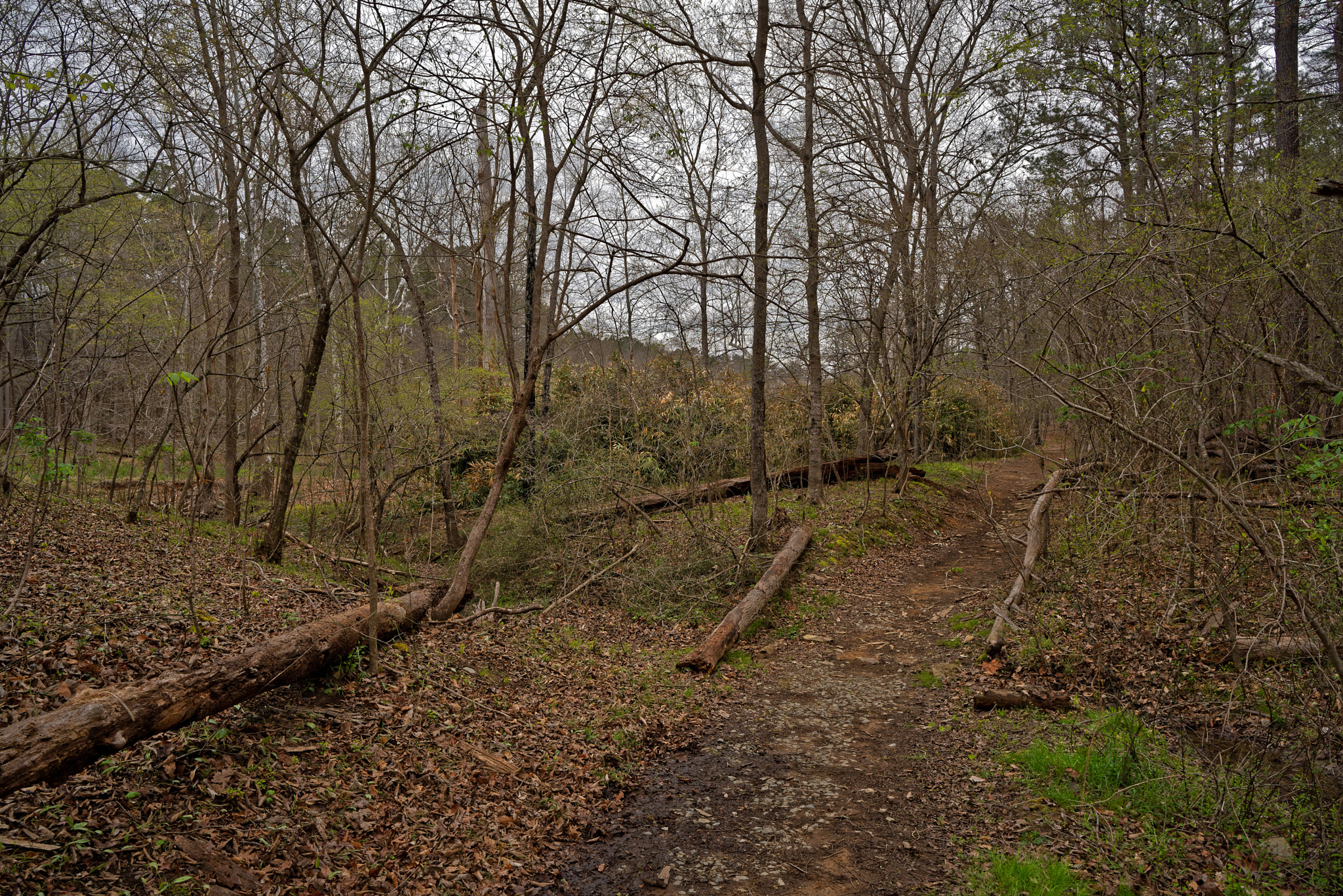 Sony a7R III + ZEISS Batis 25mm F2 sample photo. Enoriverparklaurelridgetraildurhamnc dxo photography