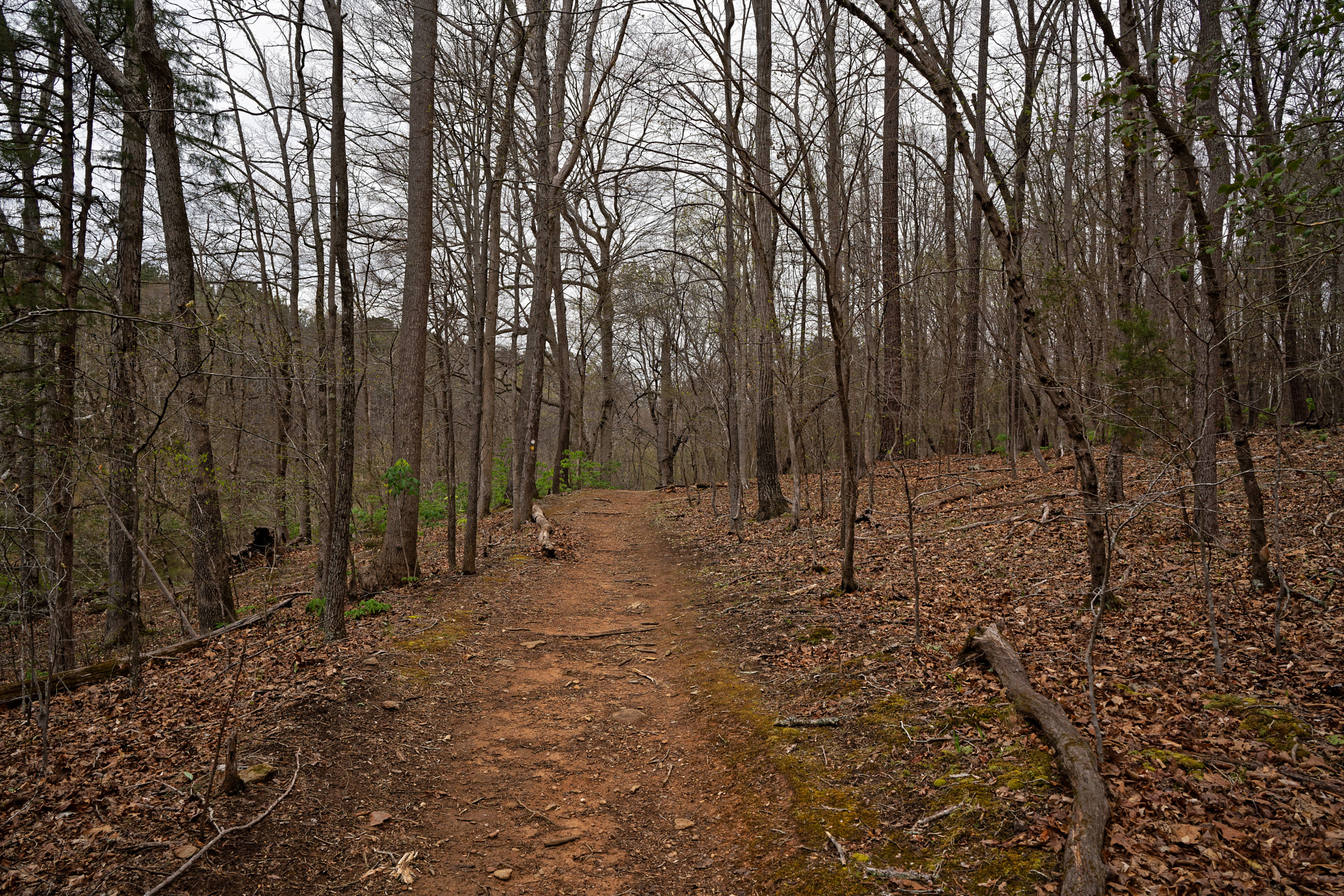 Sony a7R III + ZEISS Batis 25mm F2 sample photo. Enoriverparklaurelridgetraildurhamnc dxo photography