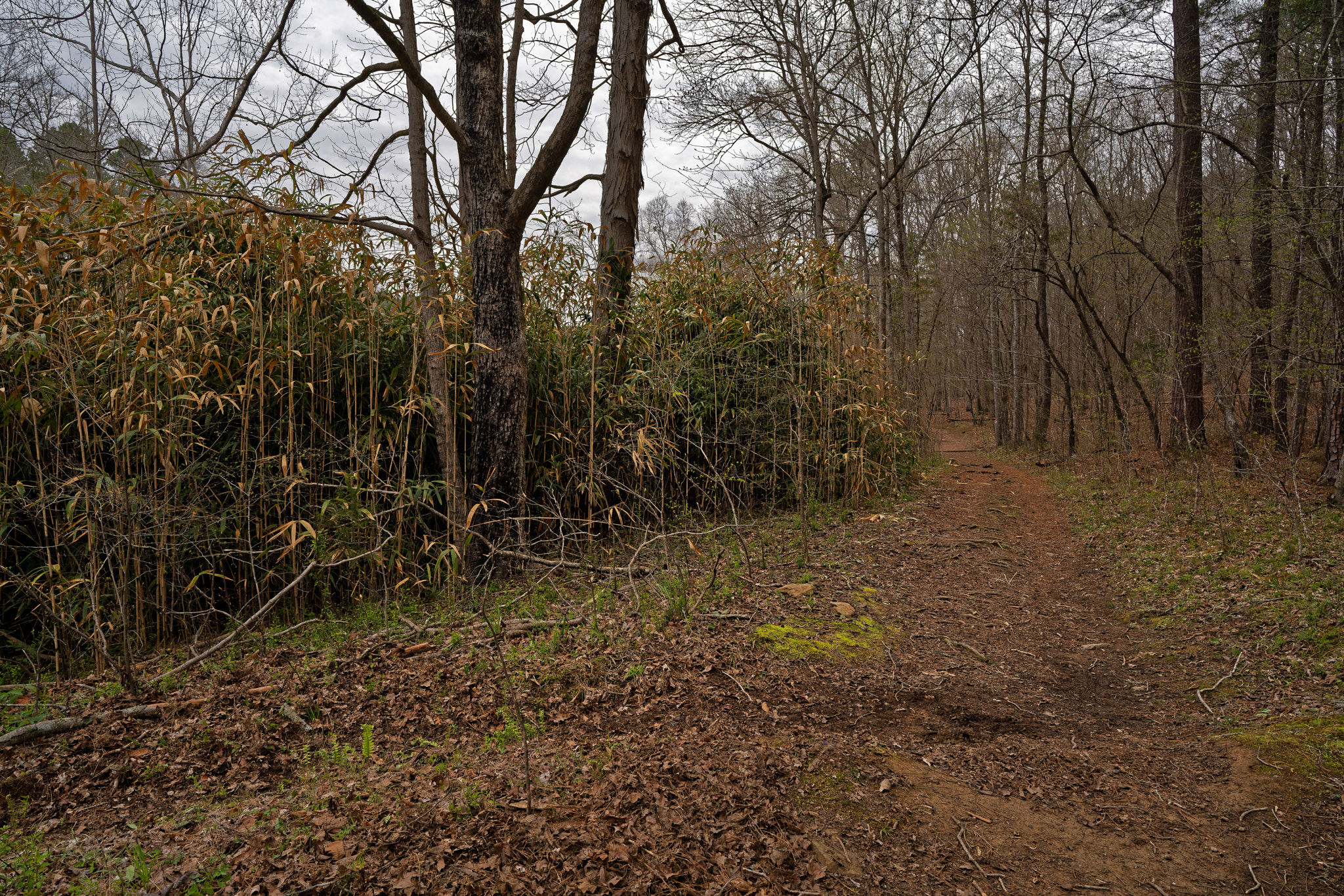 Sony a7R III + ZEISS Batis 25mm F2 sample photo. Enoriverparklaurelridgetraildurhamnc dxo photography