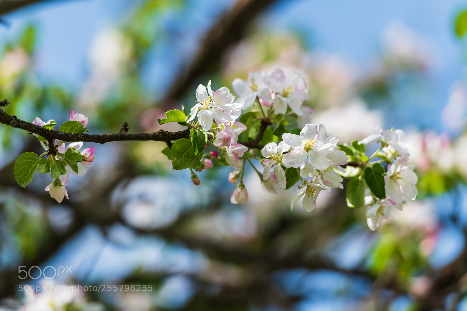 Nikon D850 sample photo. Apple-tree photography