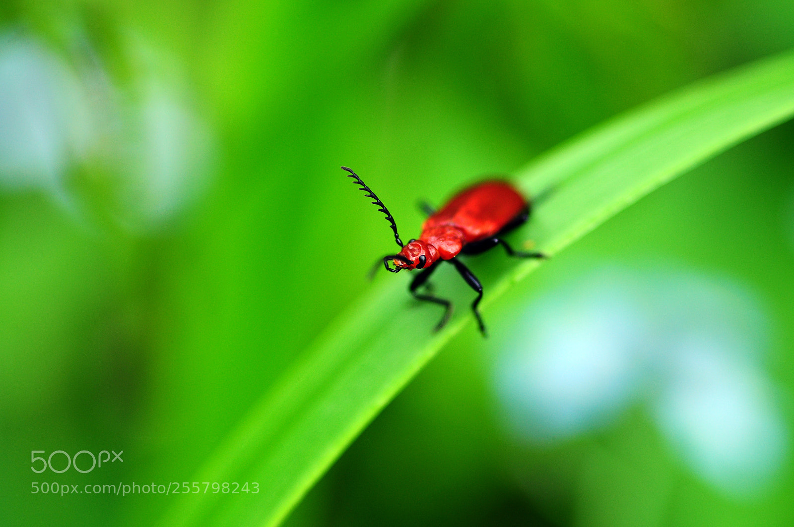 Nikon D90 sample photo. Red and green photography