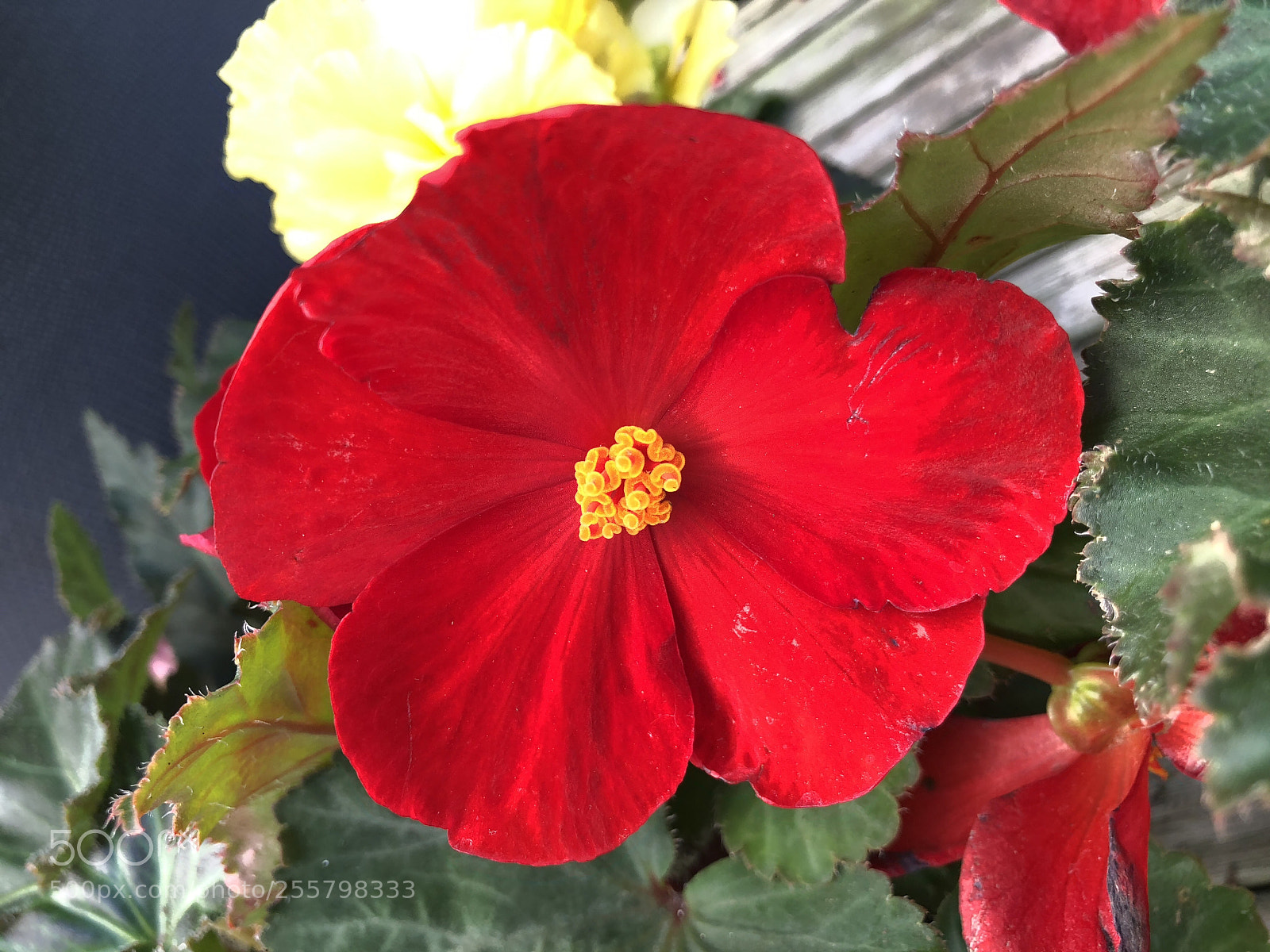 Apple iPhone 8 Plus sample photo. Untitled photography