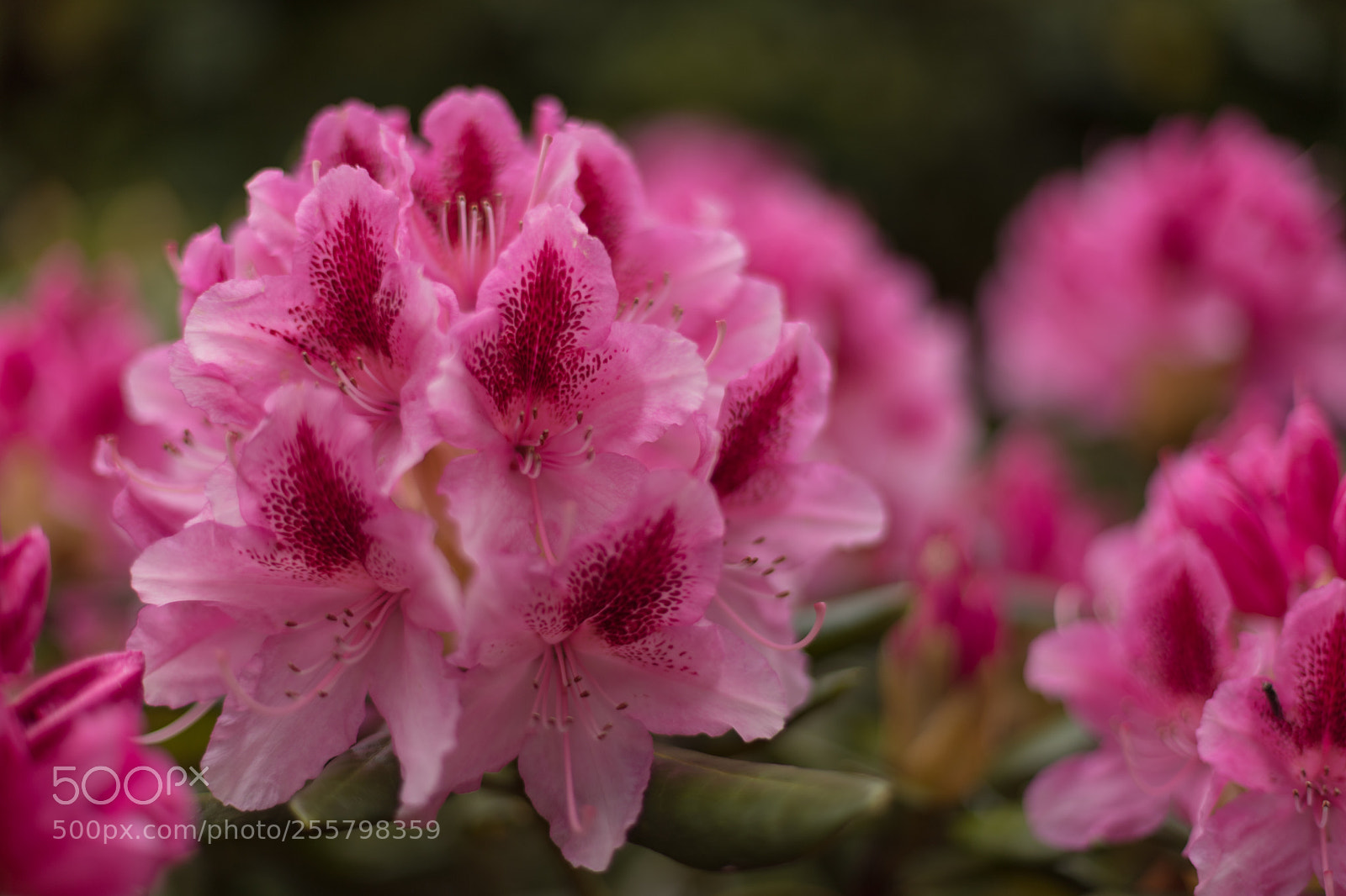 Canon EOS 6D Mark II sample photo. Rhododendron  photography