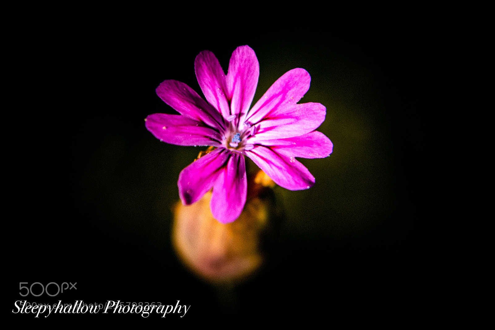 Canon EOS 1300D (EOS Rebel T6 / EOS Kiss X80) sample photo. Wildflower photography