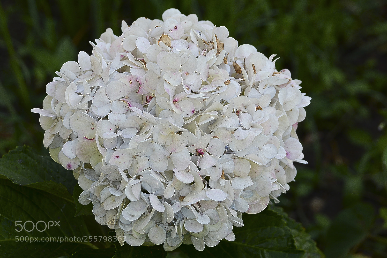 Nikon D7100 sample photo. Florecendo em um simples photography