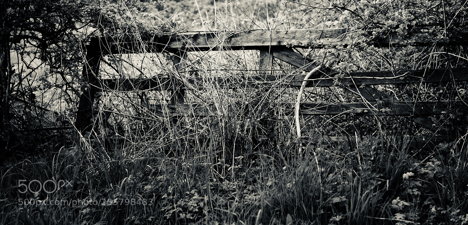 Olympus PEN-F sample photo. You ain't going nowhere. photography