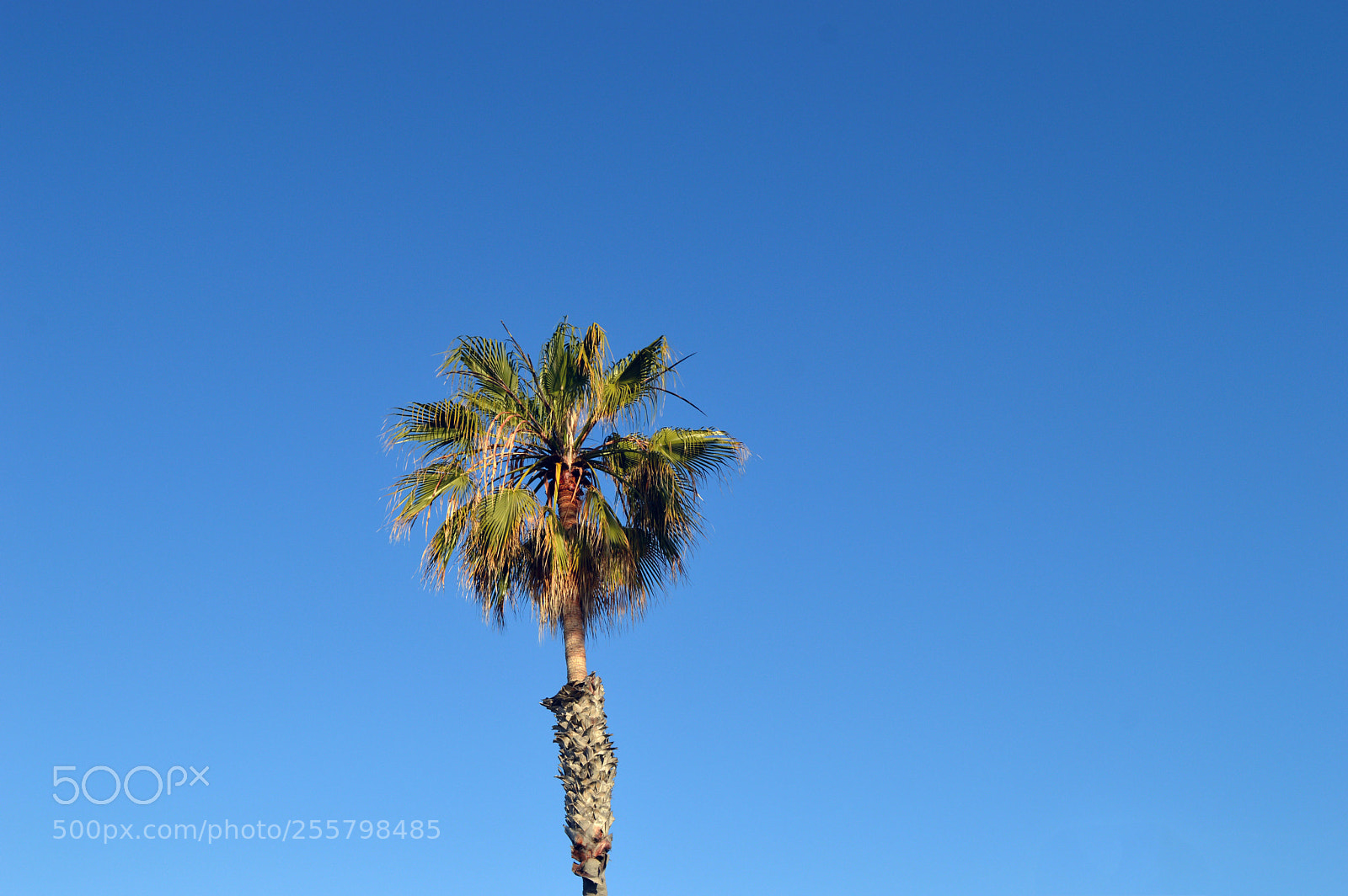 Nikon D3200 sample photo. Pelican photography
