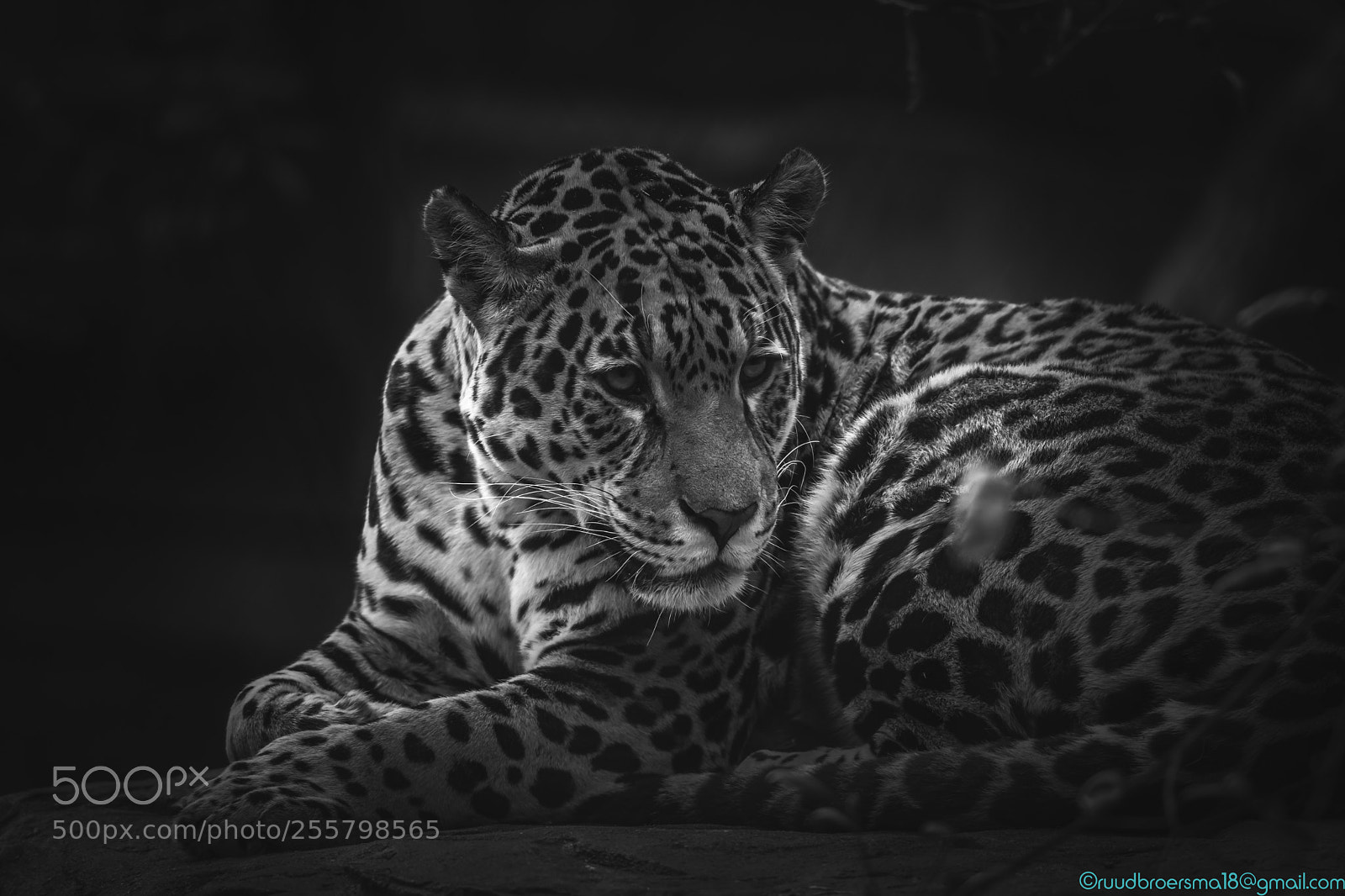Sony a7 III sample photo. Panthera photography