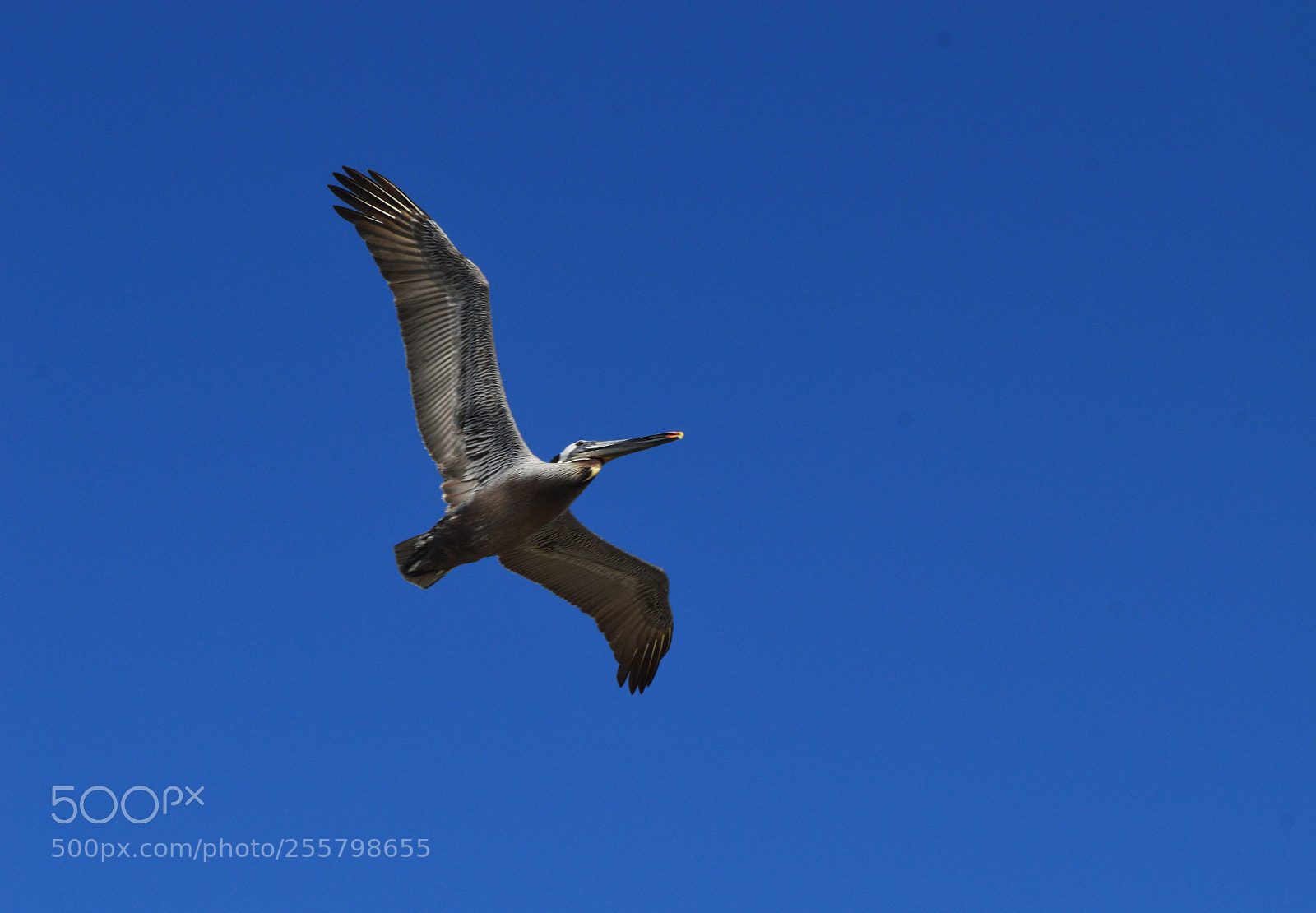 Nikon D3200 sample photo. Pelican photography