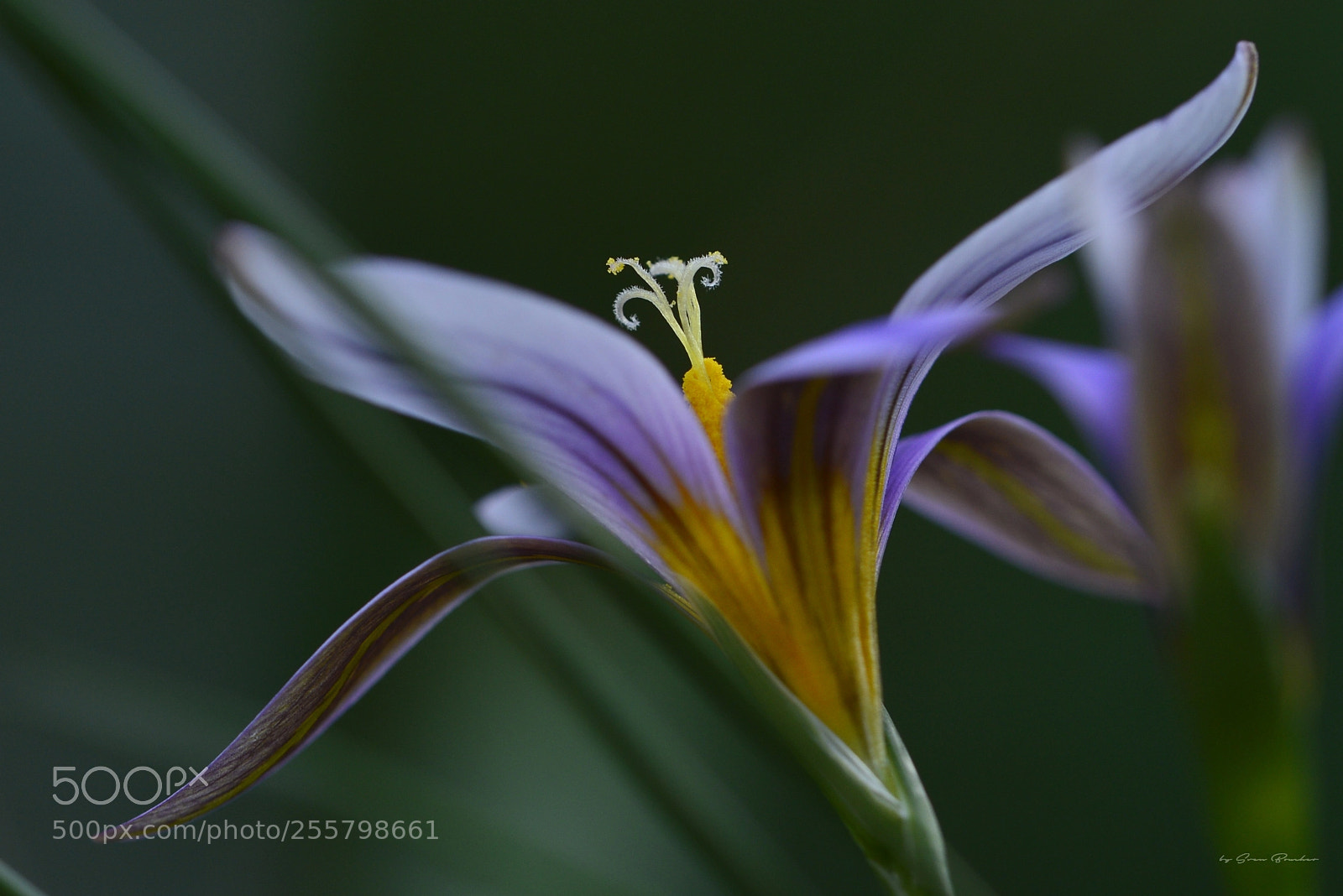 Nikon D600 sample photo. Romulea columnae photography