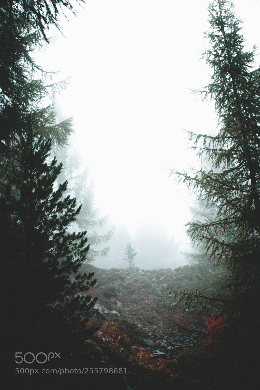Canon EOS 80D sample photo. Moody forest photography