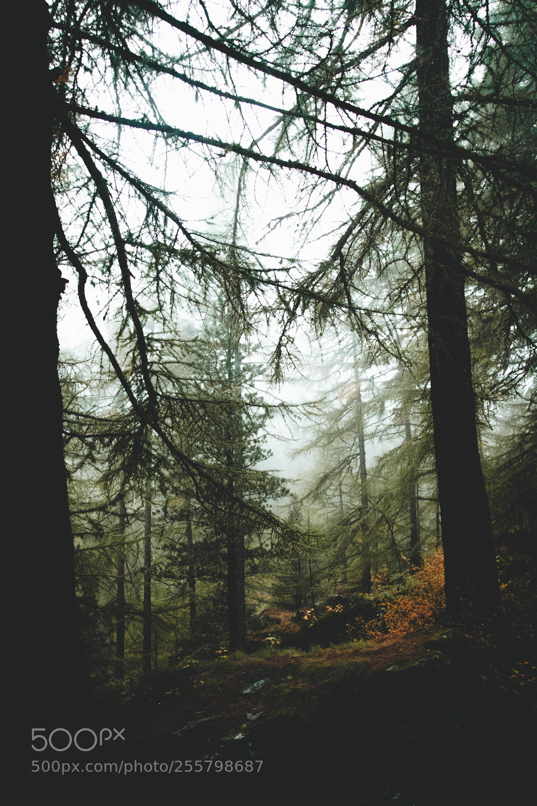 Canon EOS 80D sample photo. Moody forest photography
