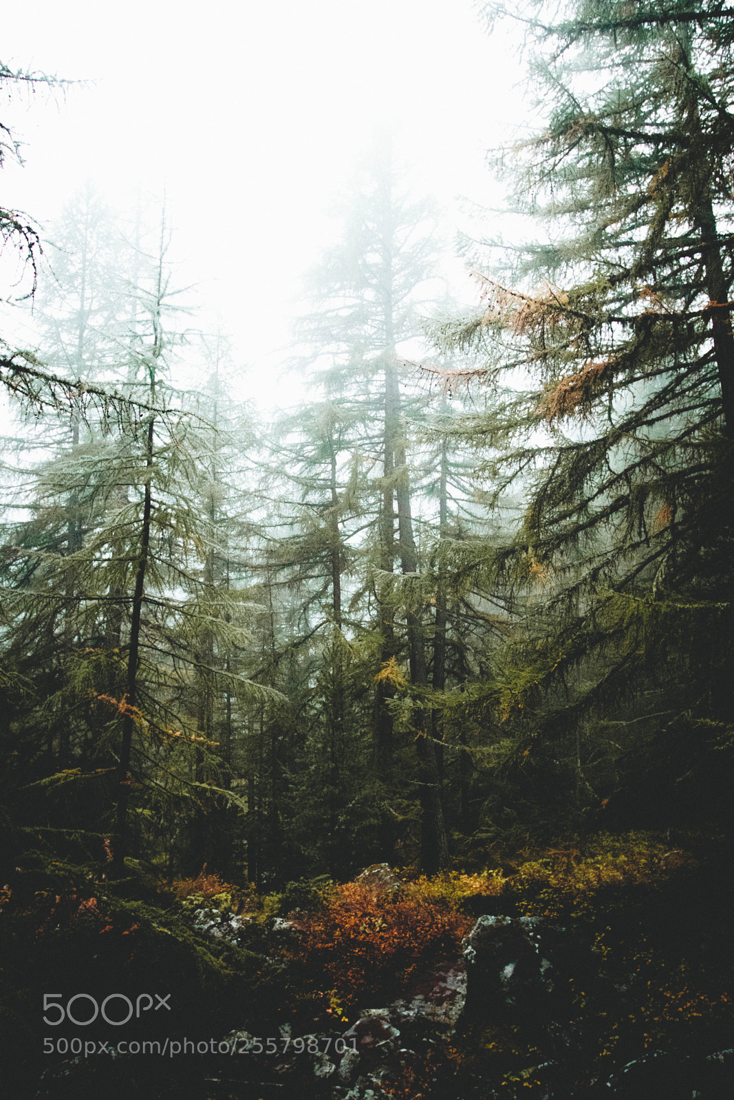 Canon EOS 80D sample photo. Moody forest photography