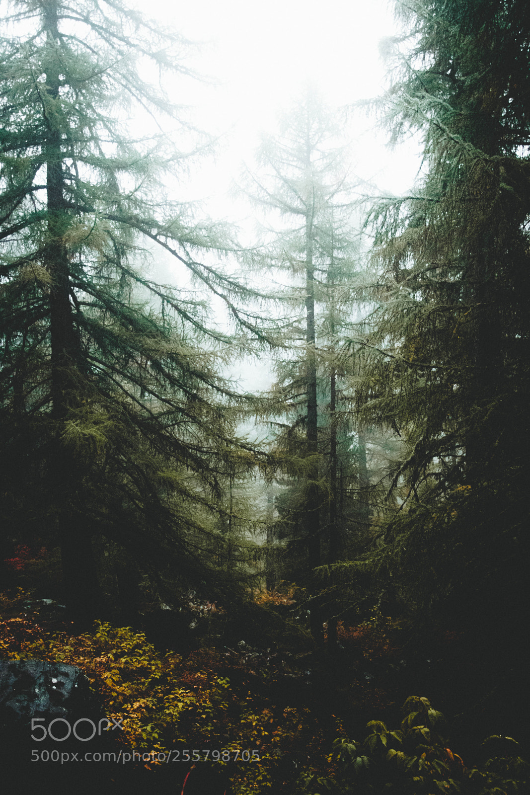 Canon EOS 80D sample photo. Moody forest photography