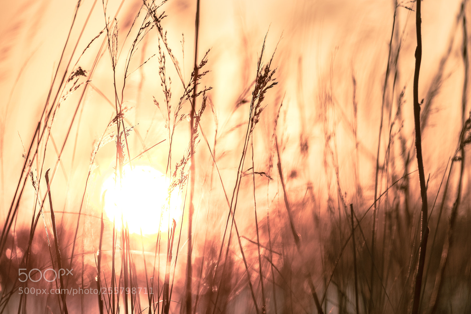 Fujifilm X-T1 sample photo. Need more sunflare photography