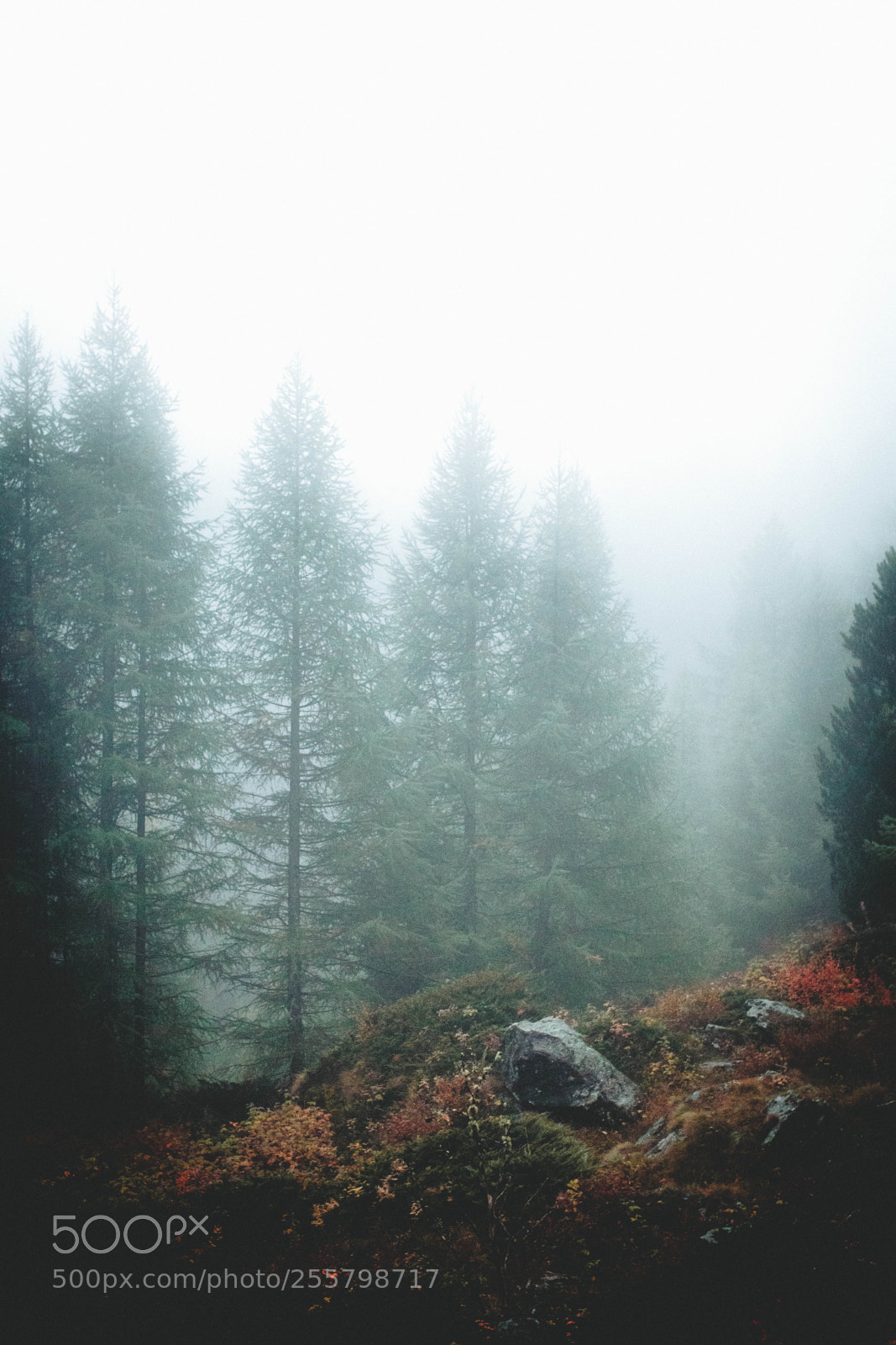 Canon EOS 80D sample photo. Moody forest photography