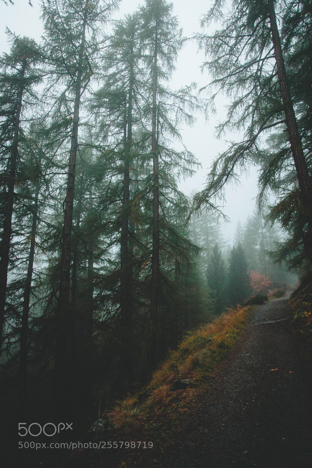 Canon EOS 80D sample photo. Moody forest photography