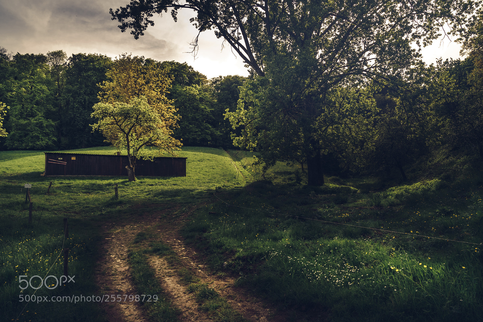 Sony a7R II sample photo. Into the woods photography