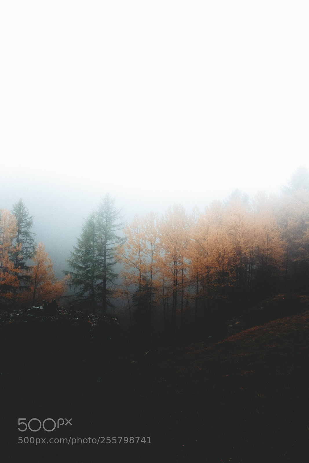 Canon EOS 80D sample photo. Moody forest photography