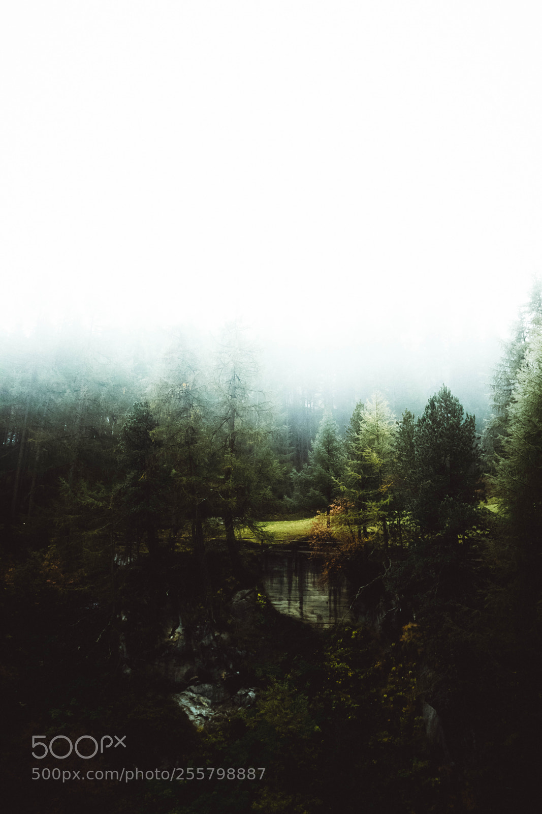 Canon EOS 80D sample photo. Moody forest photography