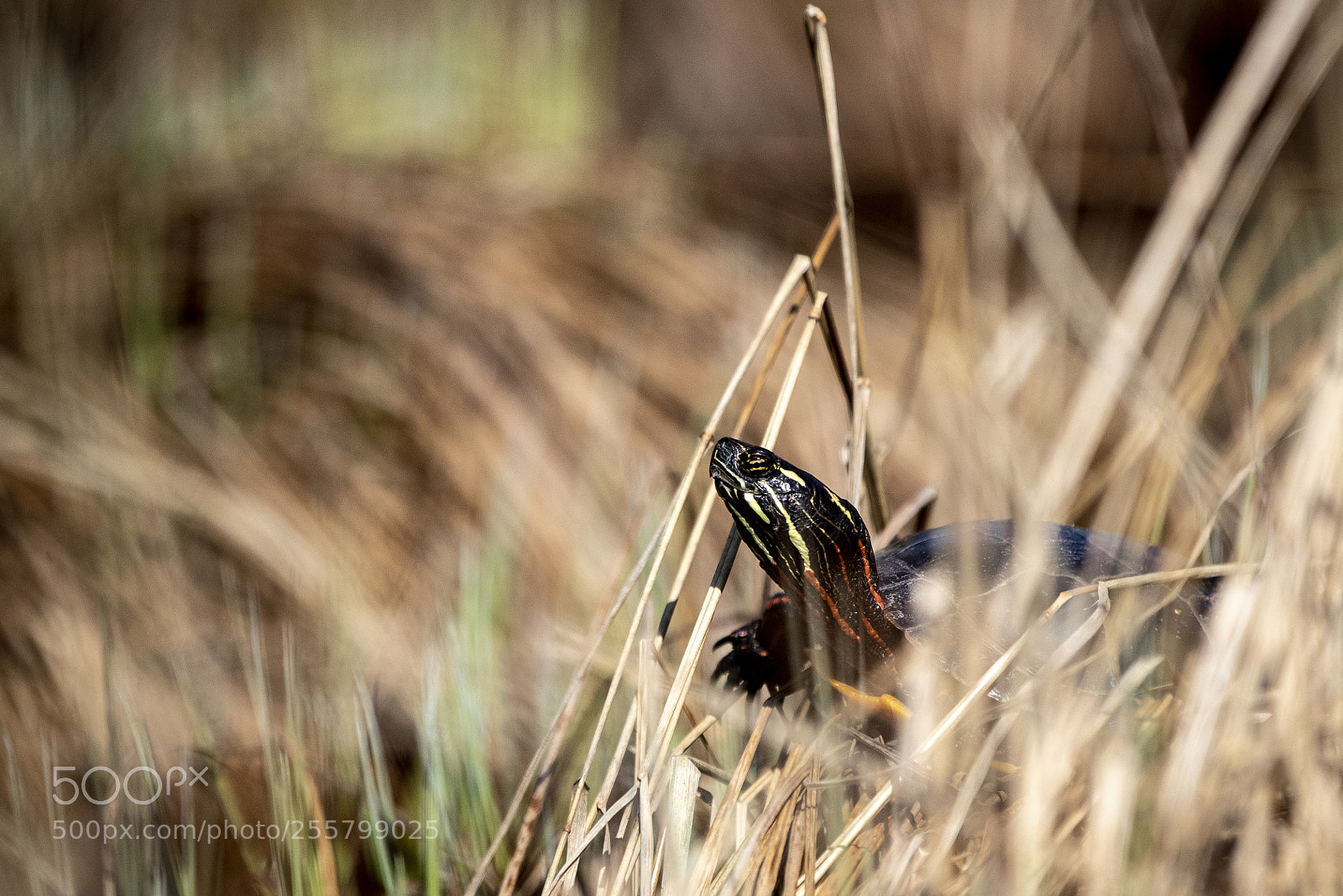 Canon EOS-1D X Mark II sample photo. Turtle in the sun photography