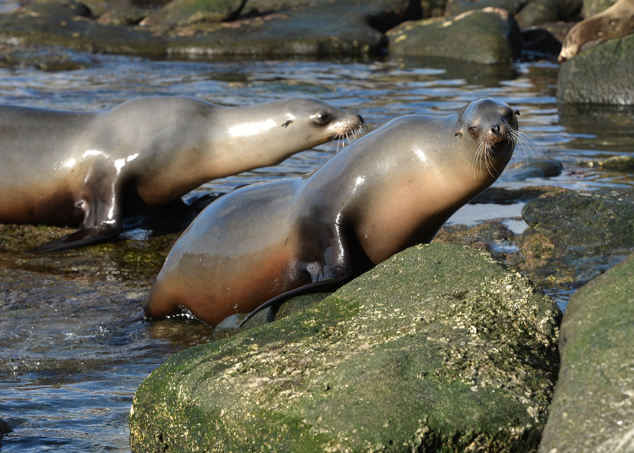 Nikon D4 sample photo. La jolla - sea lions photography