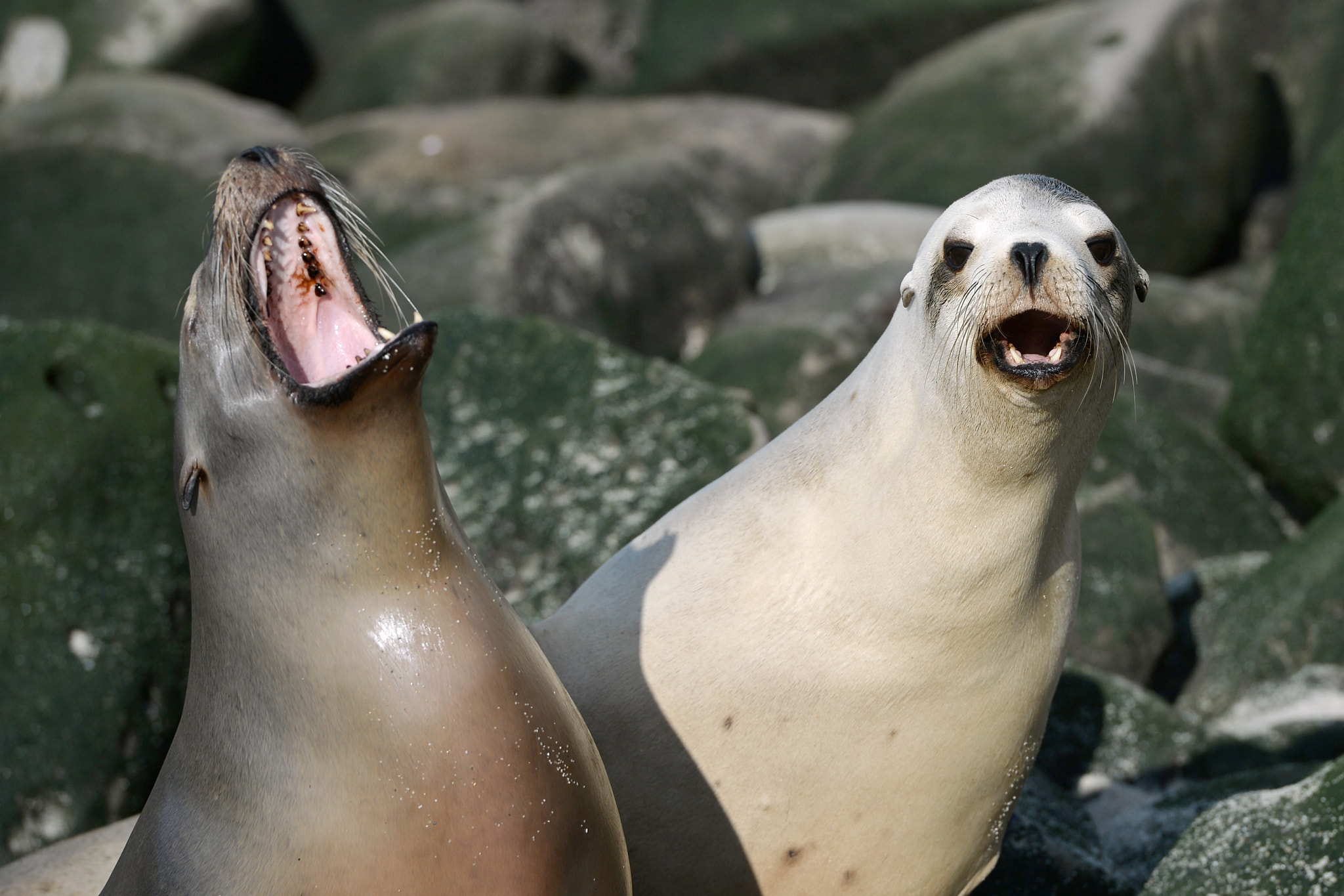 Nikon AF-S Nikkor 70-200mm F2.8G ED VR II sample photo. La jolla - sea lions photography