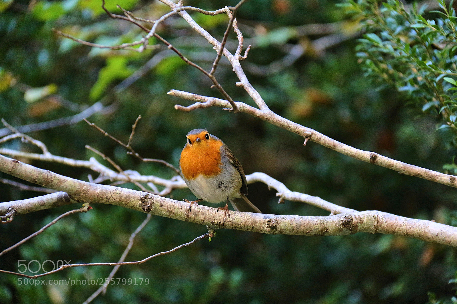 Canon EOS 70D sample photo. Robin photography