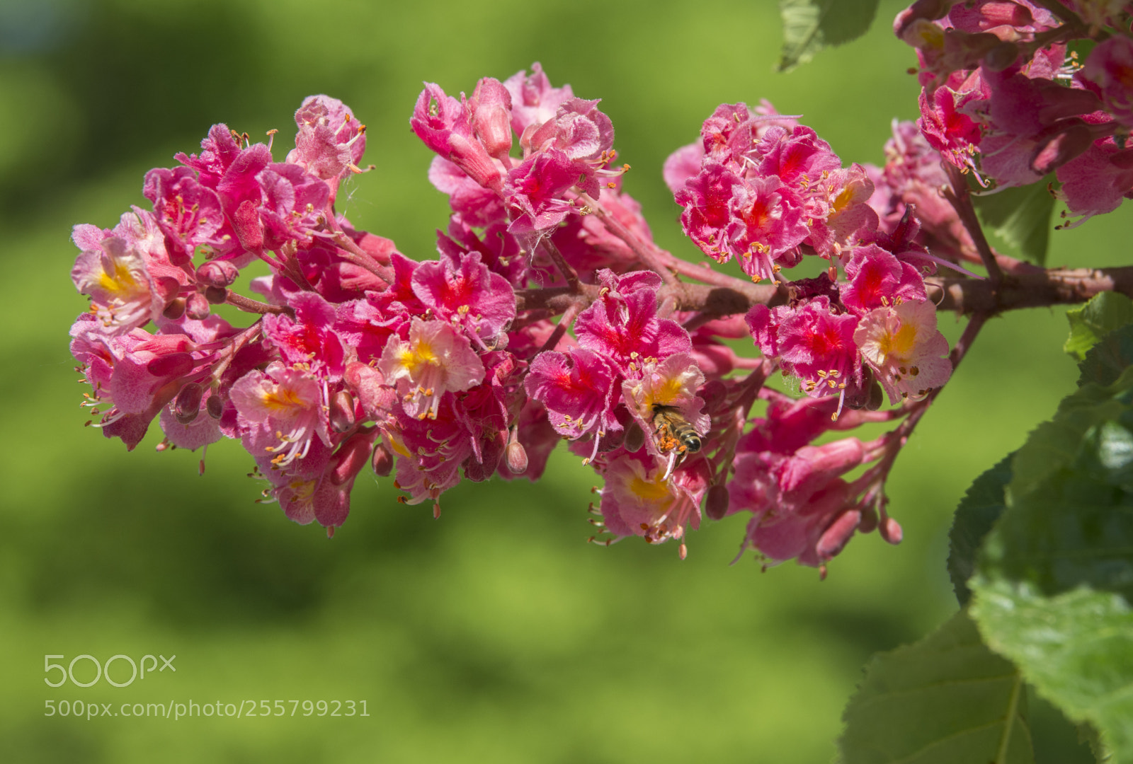 Nikon D7100 sample photo. Red horse-chestnut photography