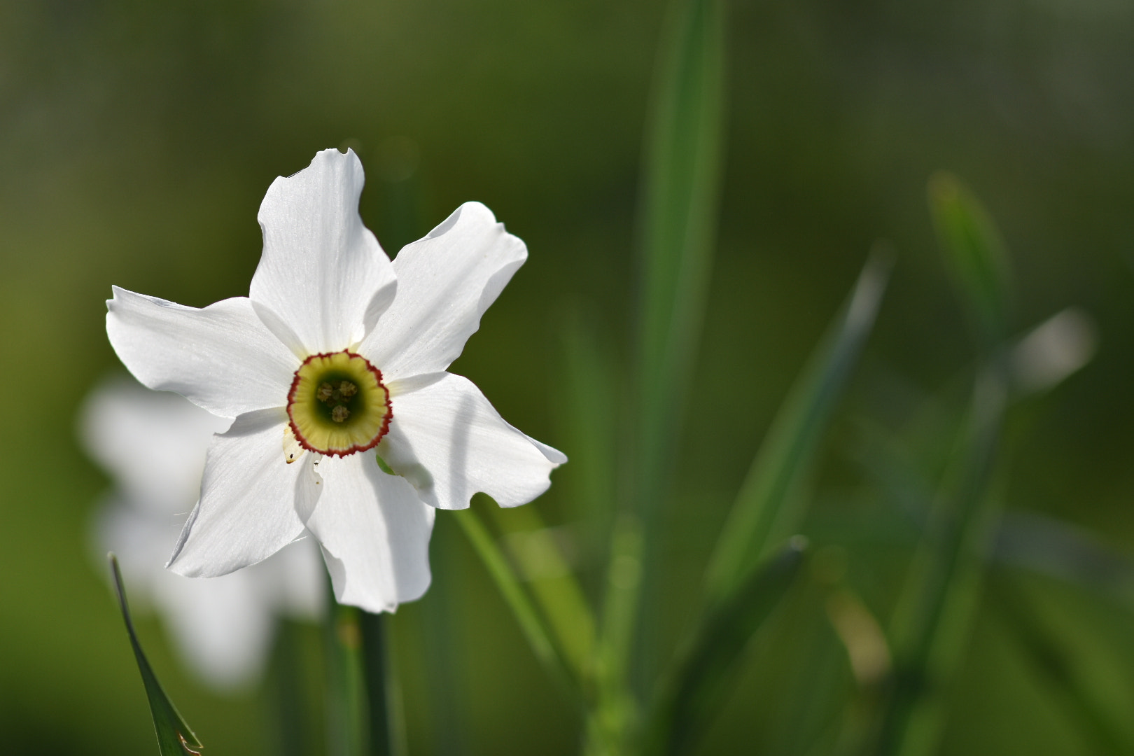 Nikon D7200 + Sigma 105mm F2.8 EX DG OS HSM sample photo. Flower photography