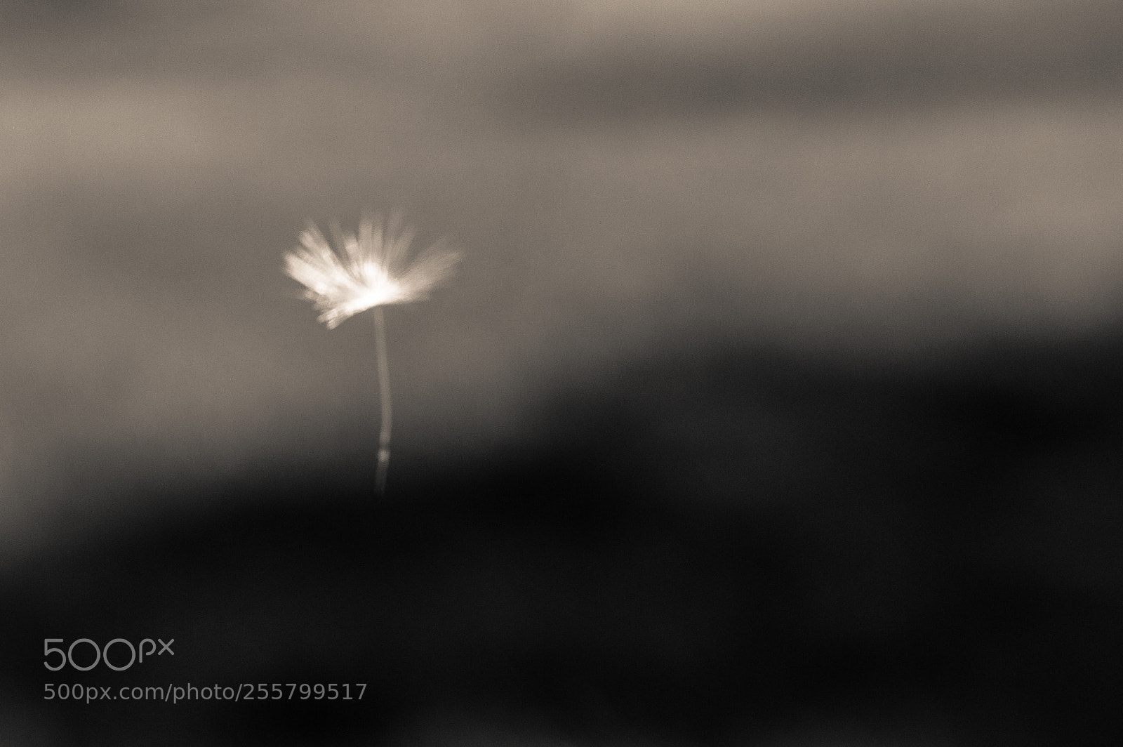 Nikon D3200 sample photo. Ghost of a seed photography