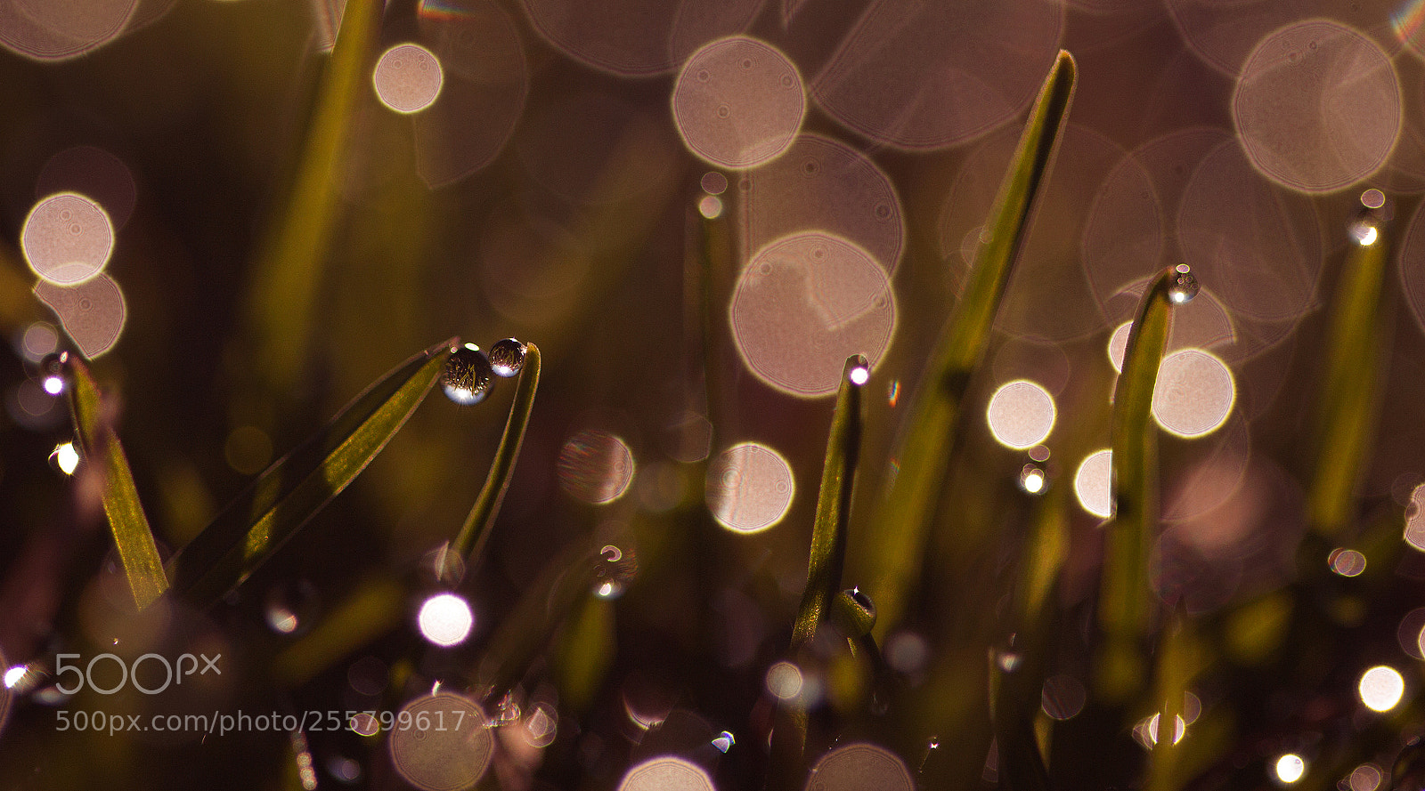 Canon EOS 600D (Rebel EOS T3i / EOS Kiss X5) sample photo. Whispering of  lovers photography