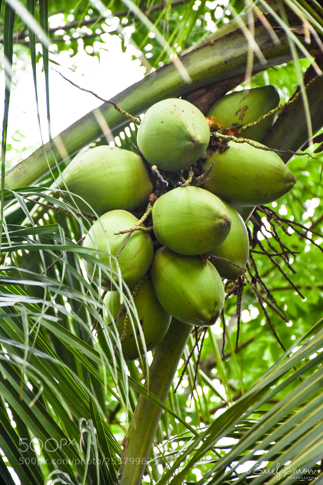 Nikon D7200 sample photo. Fresh coconut photography