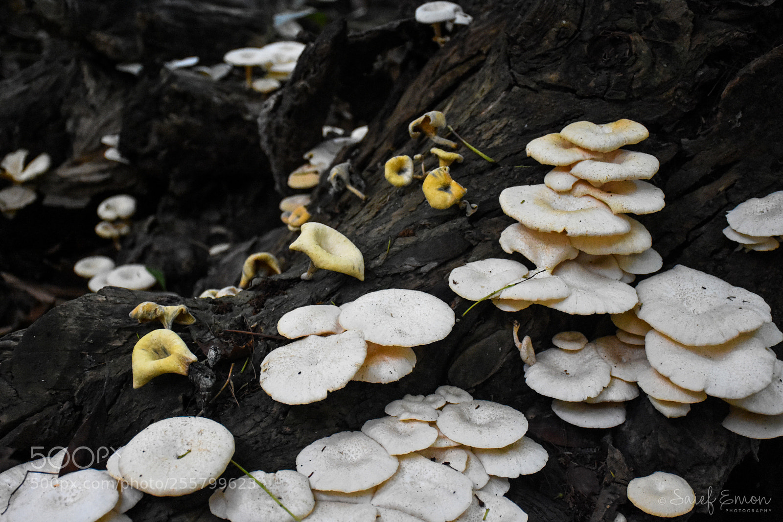 Nikon D7200 sample photo. Wild mushroom photography