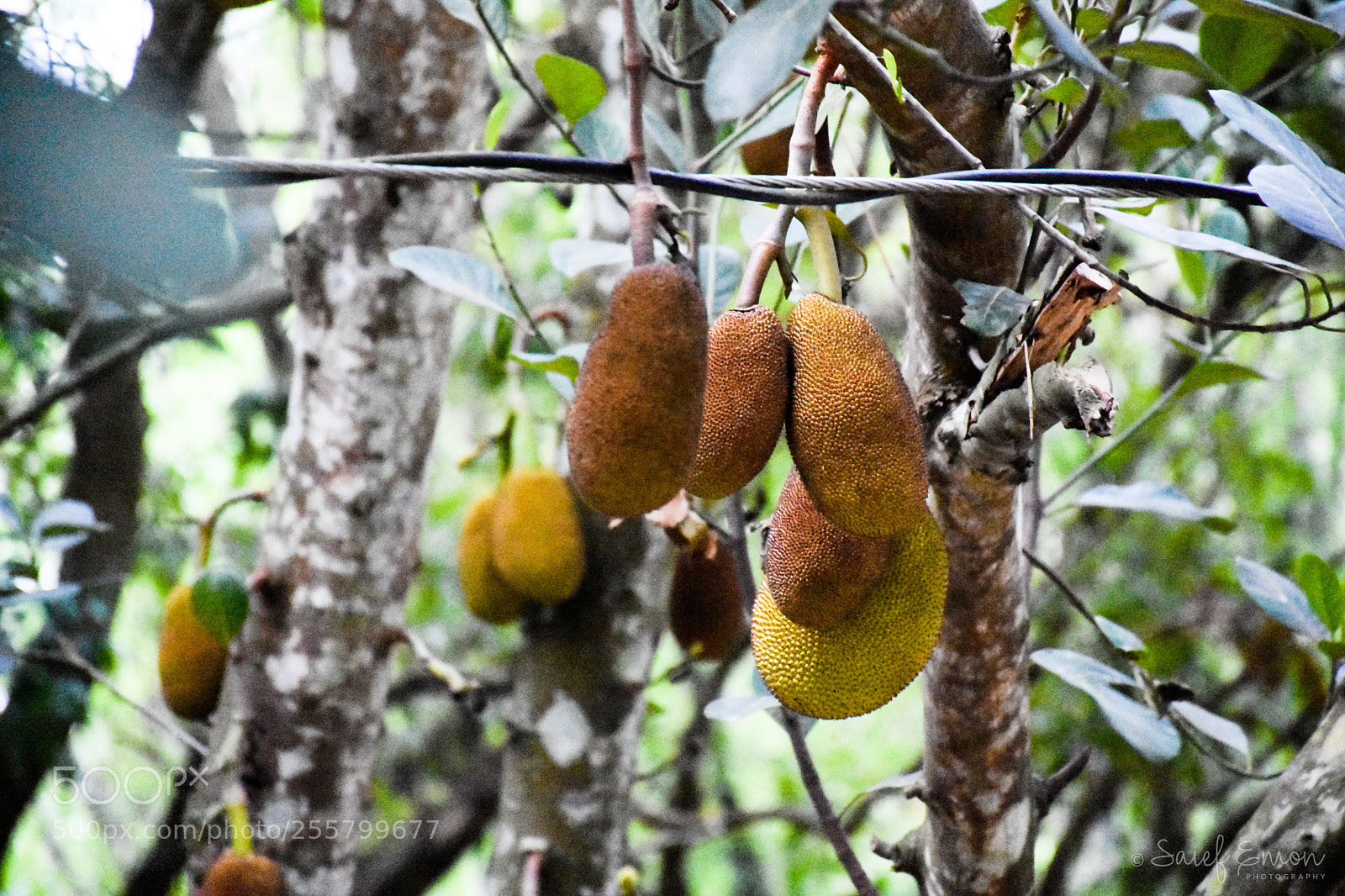 Nikon D7200 sample photo. Jackfruit photography