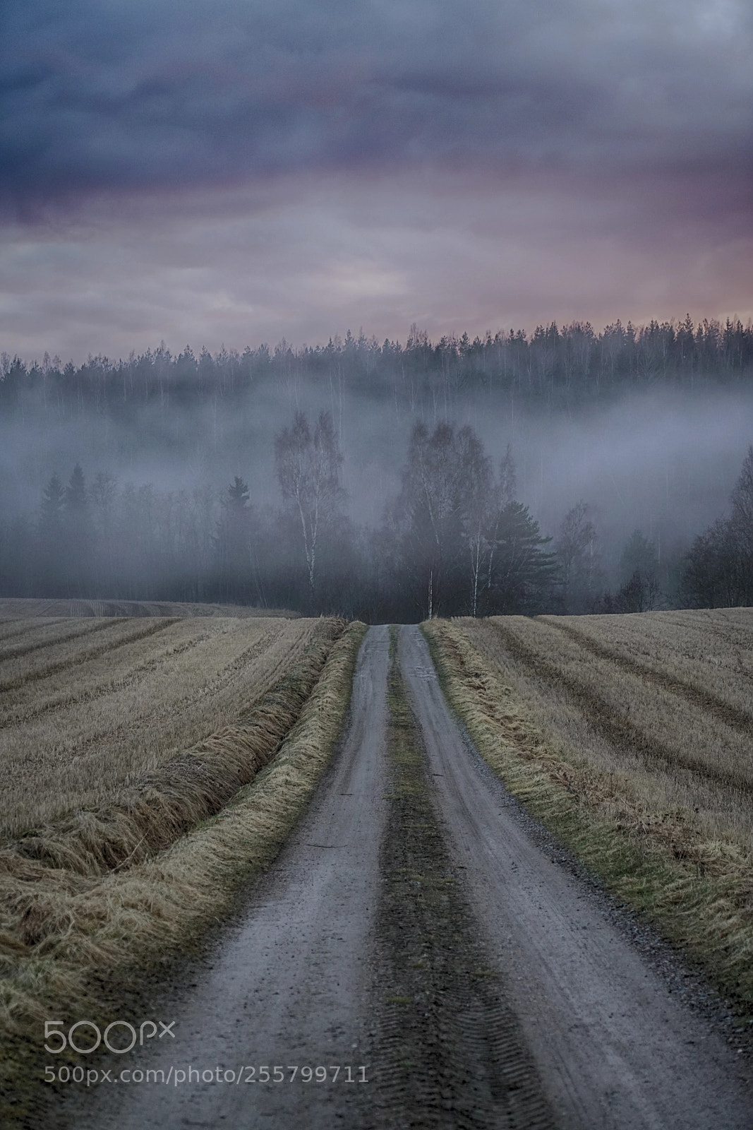 Sony a7R II sample photo. Countryroad, fog and a photography