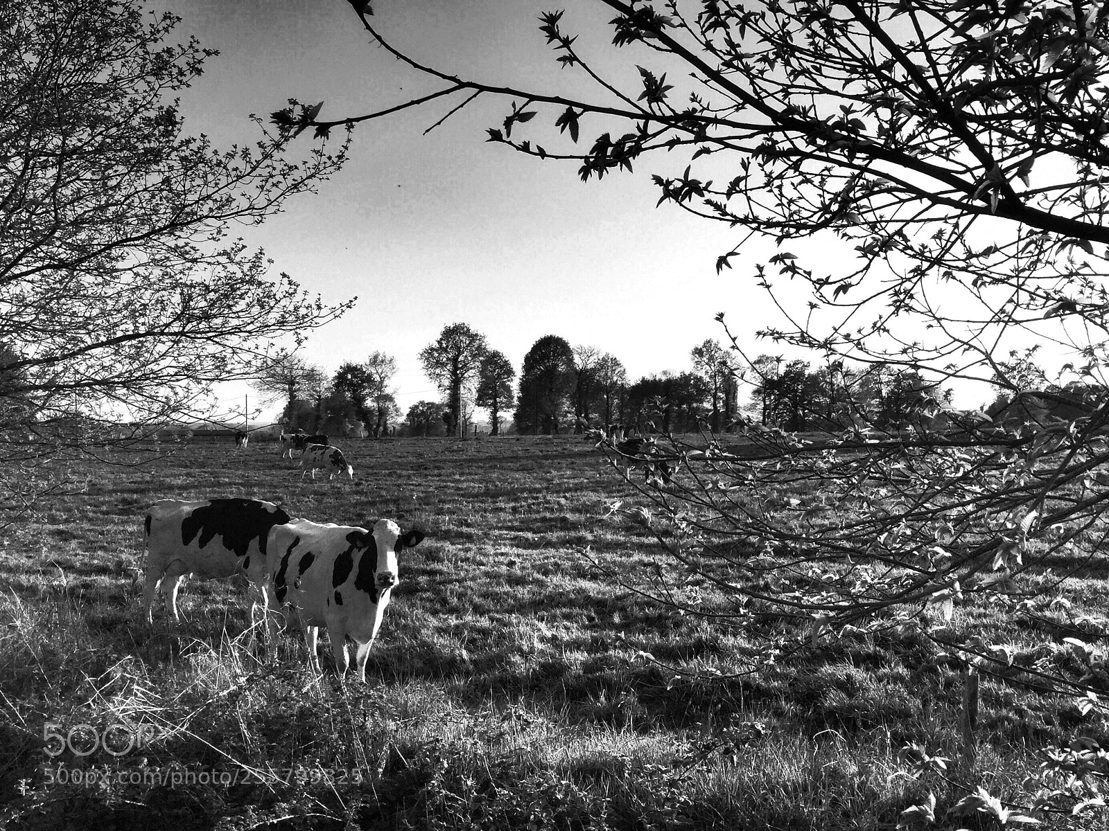 Apple iPhone 6 sample photo. A country look ... photography