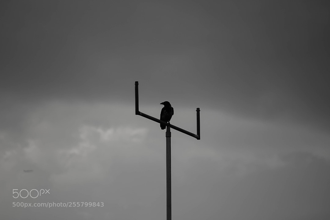 Canon EOS 100D (EOS Rebel SL1 / EOS Kiss X7) sample photo. Alone crow photography