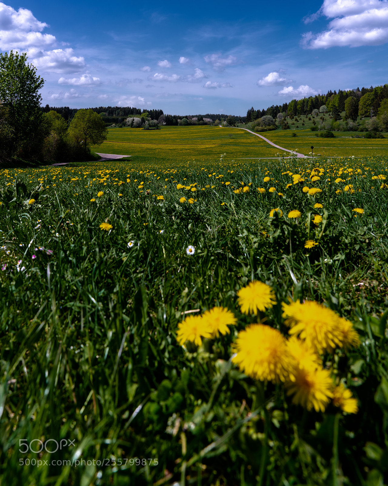 Sony a7R III sample photo. Untitled photography