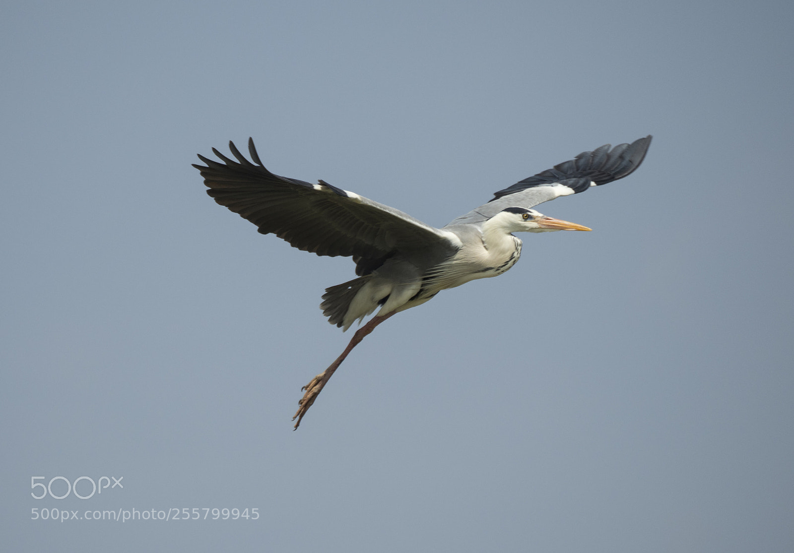 Olympus OM-D E-M1 Mark II sample photo. Garza real (ardea cinerea). photography
