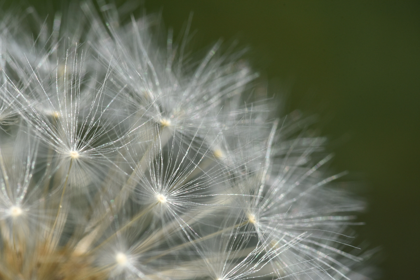 Nikon D7200 + Sigma 105mm F2.8 EX DG OS HSM sample photo. Flower photography