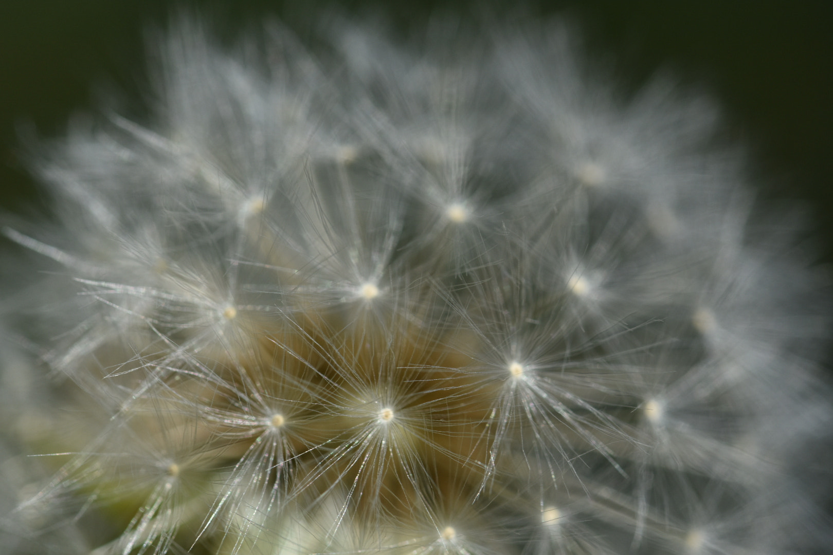 Sigma 105mm F2.8 EX DG OS HSM sample photo. Flower photography