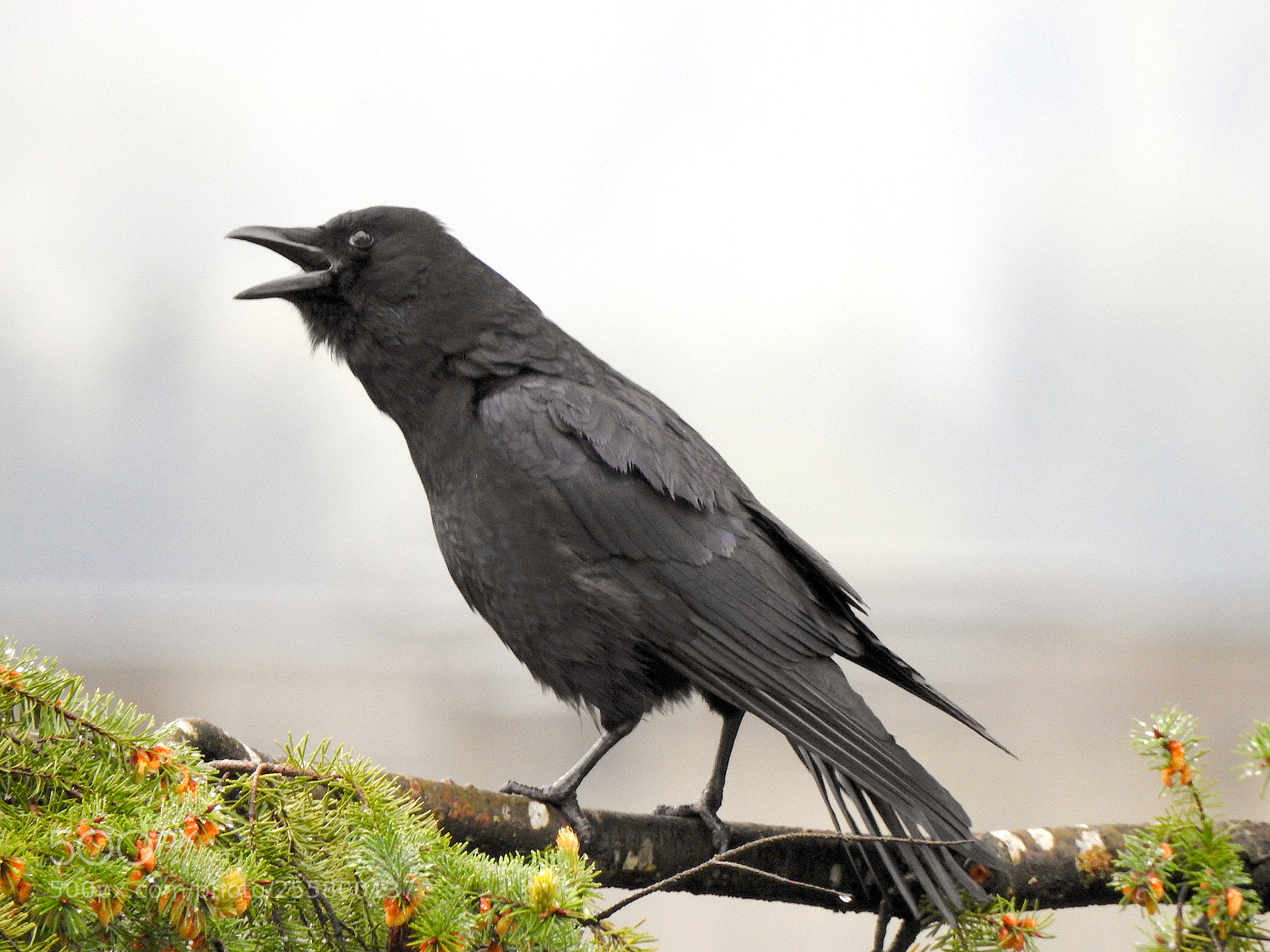 Nikon Coolpix P900 sample photo. Nw crow photography