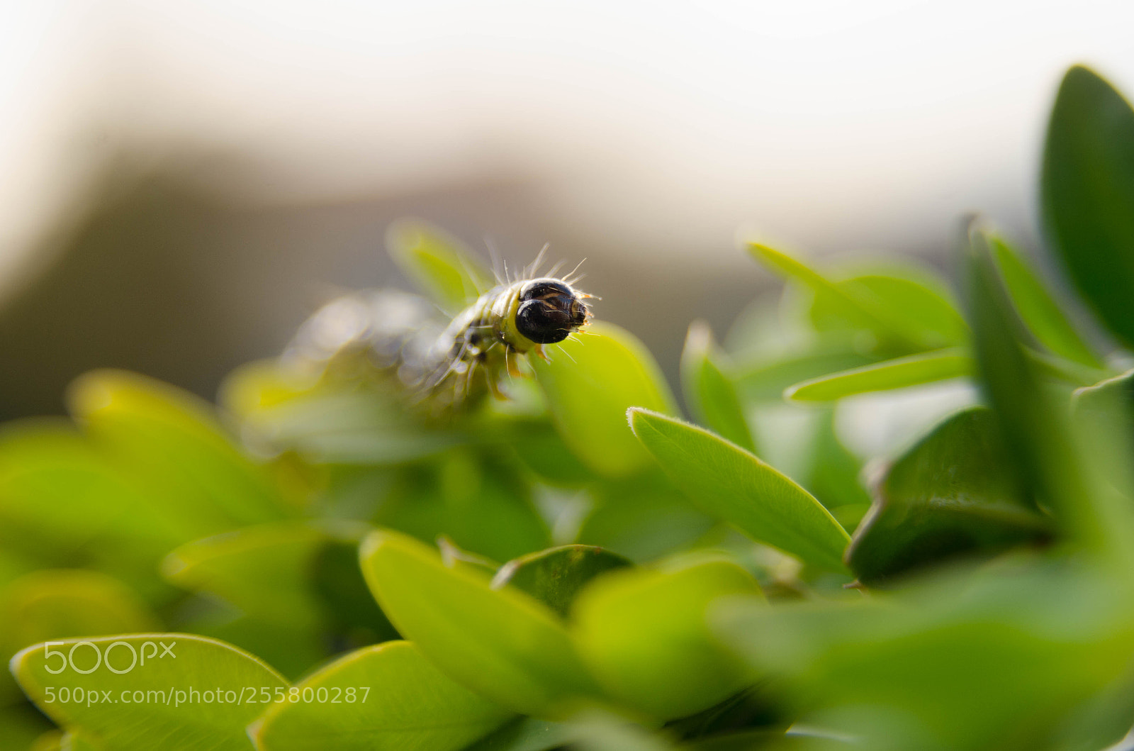 Nikon D7000 sample photo. Exploration photography