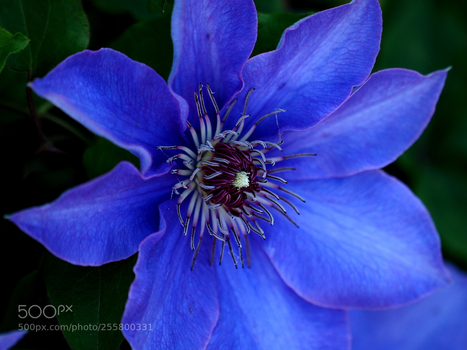 Olympus OM-D E-M1 sample photo. Blue clematis photography