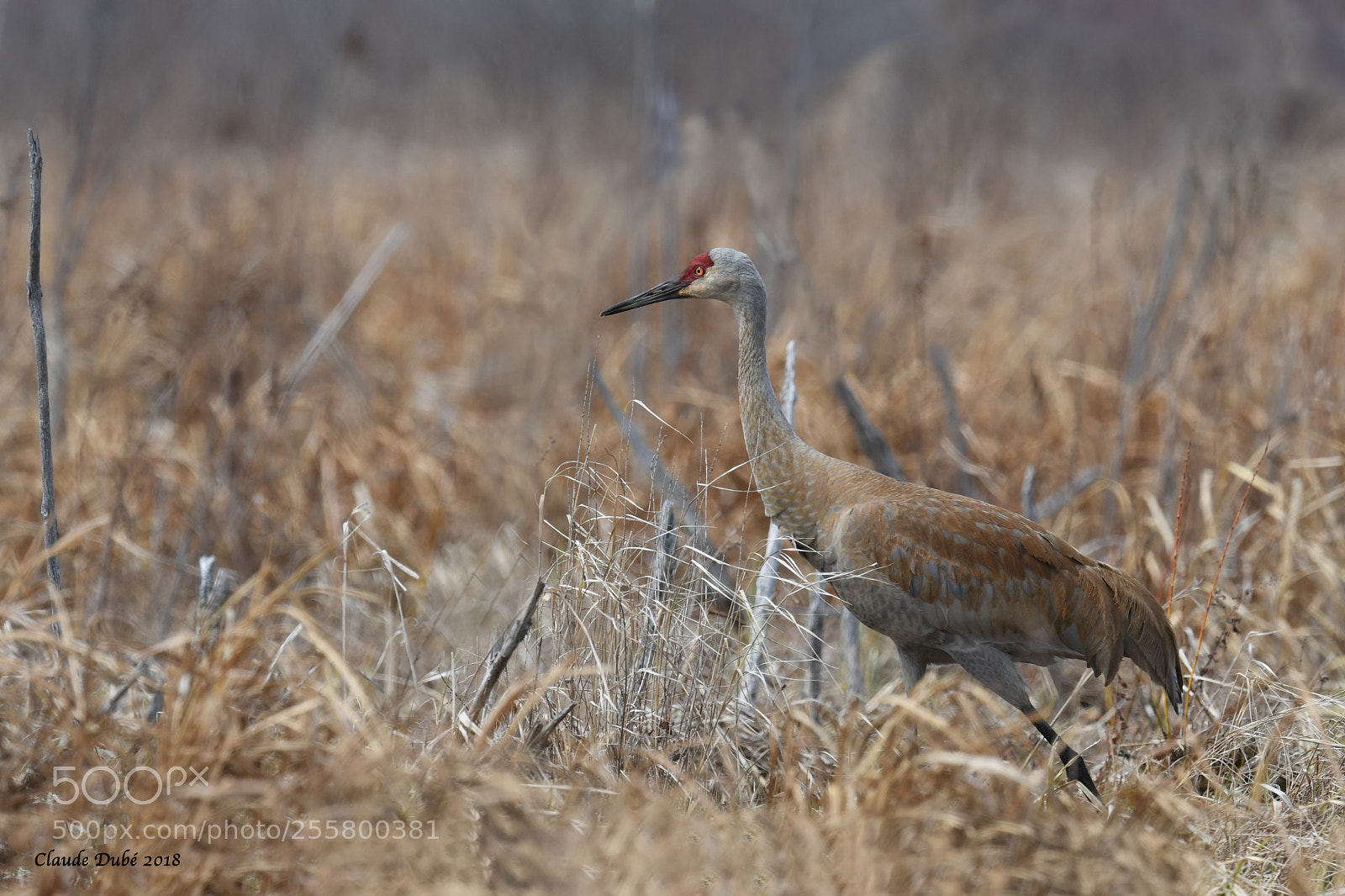 Nikon D500 sample photo. Grue du canada sandhill photography