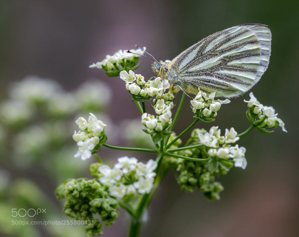 Canon EOS 70D sample photo. Klein geaderd witje photography
