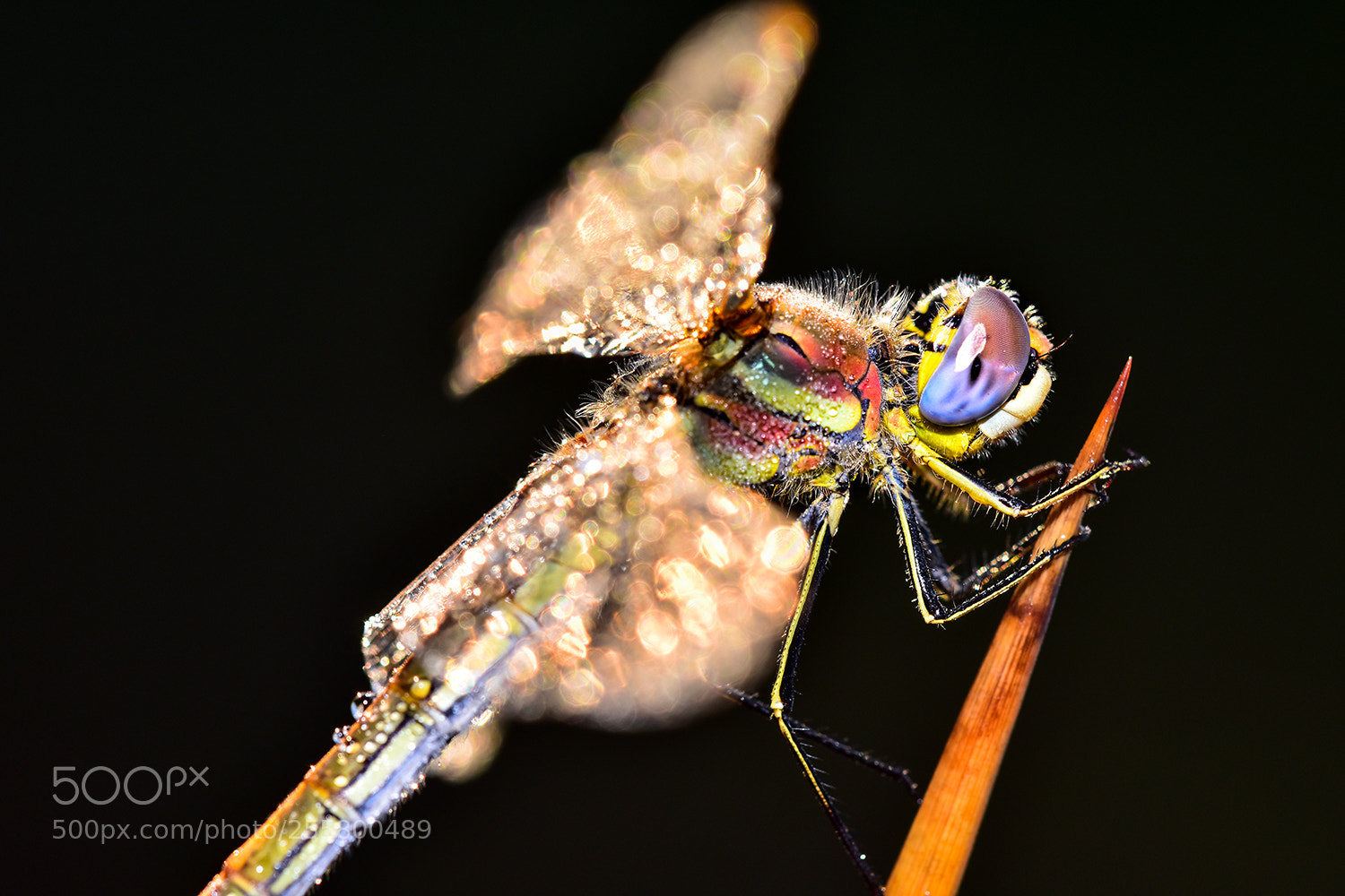 Nikon D7200 sample photo. 31.04.2018 - 1 photography