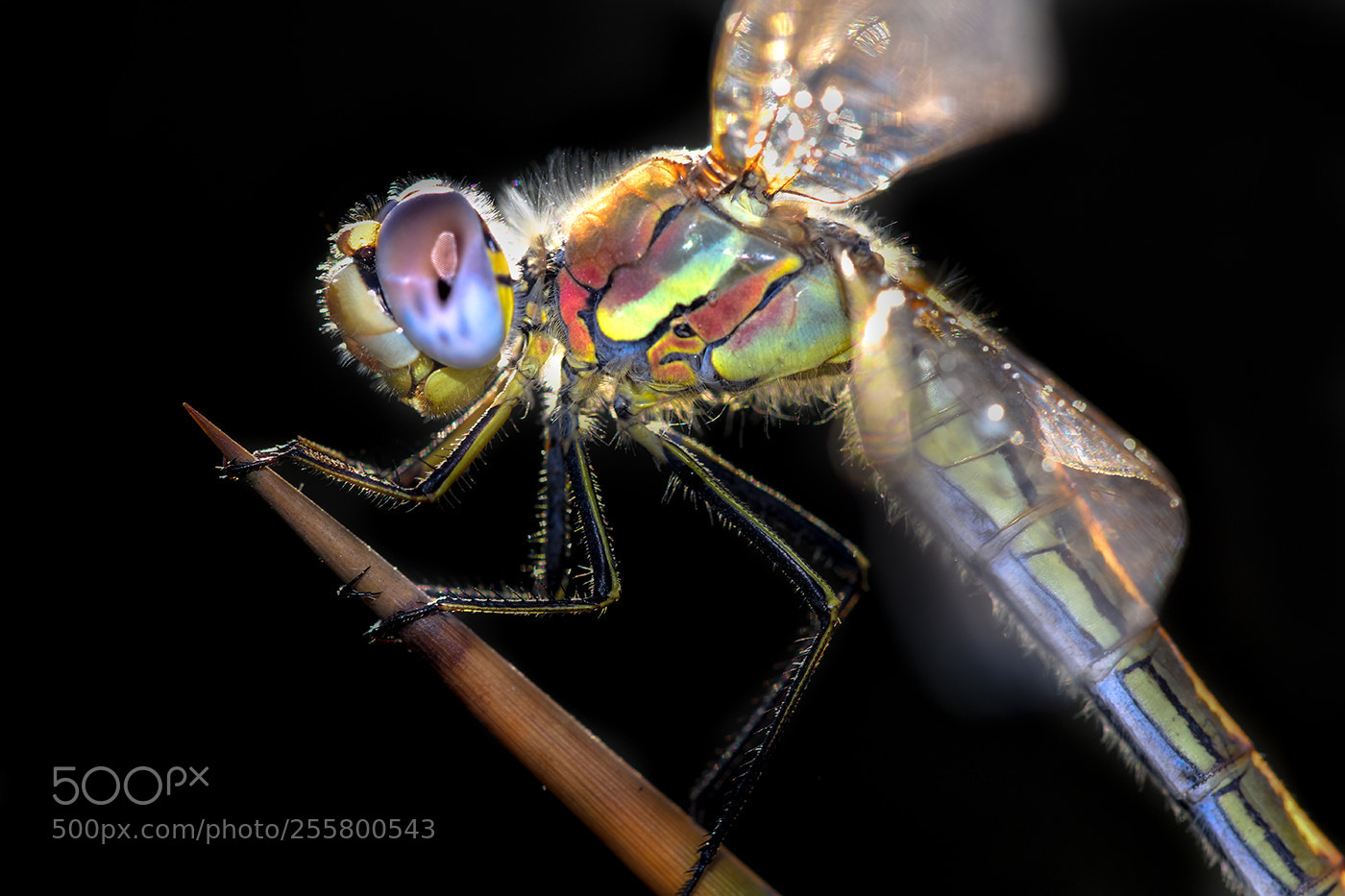Nikon D7200 sample photo. 31.04.2018 - 4 photography