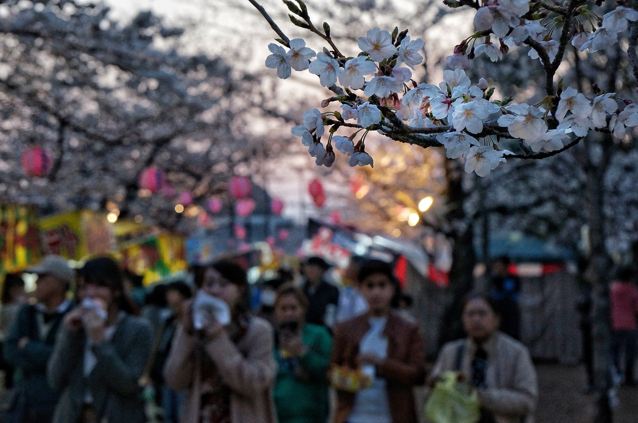 Sony Alpha NEX-5T sample photo. Bread is better than the songs of birds. photography